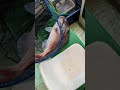 明石丸松乗合船さんのひとつテンヤがエグい！ fishing 釣り ひとつテンヤ