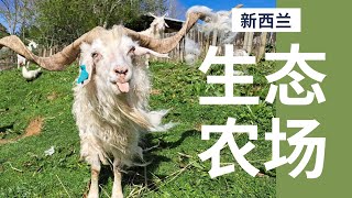 体验新西兰生态农场 | 农场开放日体验 | 农场公众开放日