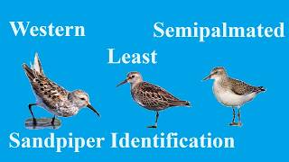 Identify Birds: Least vs Western vs Semipalmated Sandpipers