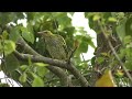 the black caped oriole brooding