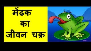 Frog Life Cycle (एक मेंढक का जीवन चक्र) for Kids