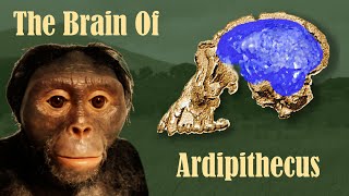 The Brain of Ardipithecus