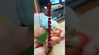 呼ばんかったらくるんかぁい！　ついツッコミを入れたくなるインコちゃんあるある⑳