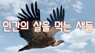 [산골의아침]영적전쟁과 새들의 정체(Revelation19:17~21)