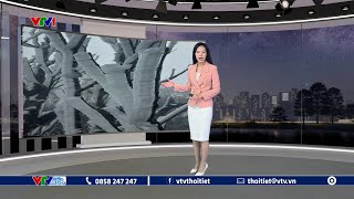 Dự báo thời tiết 19h45 - 11/01/2025 | Nguyên nhân xuất hiện băng giá | VTVWDB