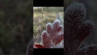 Natuur in winter