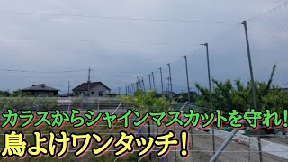 ０９　山梨県　シャインマスカットの防鳥対策　鳥よけワンタッチ！を施工　㈱アンタック製