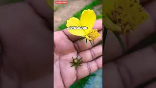 പഴയകാലത്തിലേക്ക് ഒരു തിരിഞ്ഞു നോട്ടം 🌿🌼#shorts #likevlog #indoorplants #nostalgia #houseplants #