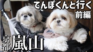 【夢のコラボ】シーズー犬てんぽくんと京都嵐山でお散歩デートしてみた！（前編）