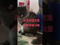 第一张是领养他的第一天，后面都是现在。其实小猫咪和女孩子一样，被爱就会变的越来越可爱。缅因猫