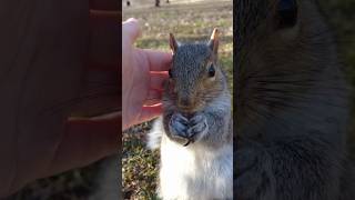 被野生松鼠信任的感覺真的很美好｜Trusting Wildlife: Up-Close and Personal with a Wild Squirrel, A Beautiful Moment!