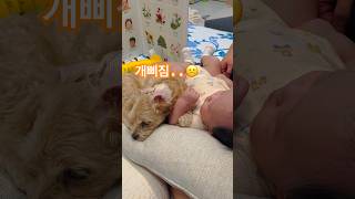 싸우지 말어~사이좋게 지내😄❣️ #baby #말티푸