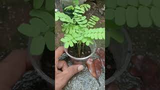 how to grow Gunja seeds गुंजा रत्ती के बीज कैसे उगाई जाती है #shortsfeed