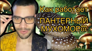 КАК РАБОТАЕТ ПАНТЕРНЫЙ МУХОМОР?