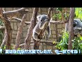 【東山動植物園】おでかけ‼️真夏の親子デート 編 名古屋