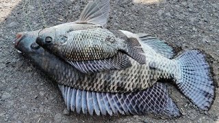 Jambo chilapi machli ek se badaker ek 1kg 1.5kg  6 pic Fish catch up gucha huk