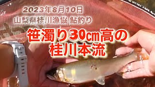 山梨県桂川漁協 桂川本流 鮎釣り🎣 2023年8月10日 釣れなかったら車中泊🚐します🙄