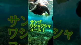 【石垣島】海のトラウマは海で解消♪12月21日　シュノーケリングツアーの動画