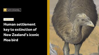 Human settlement key to extinction of New Zealand’s iconic Moa bird