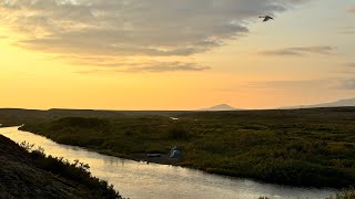 2024 Grizzly Bear Hunt- Bushwhack Alaska