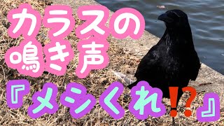 カラスの鳴き声『メシくれ⁉️』カラス観察、水元公園