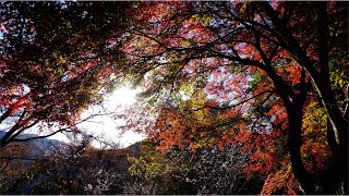 城峯公園 寒桜 冬桜　winter cherry blossoms autumn leaves