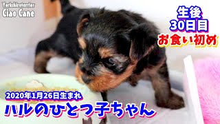 2020年1月26日生まれハルのひとつ子ちゃん(生後30日目)【ヨークシャーテリア専門犬舎チャオカーネ】