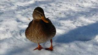 enten_0001.wmv