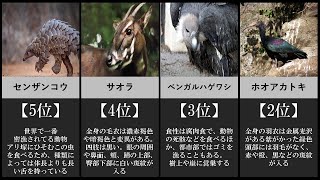 【絶滅危惧種】世界でもっとも珍しい動物