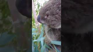 【天王寺動物園】アーク父ちゃんお迎えタイム！180512