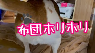 【BEAGLEさつき】完璧な寝床に満足し、 半目でイビキをかきつつ寝る犬。Satsuki the Beagle and Senior cats