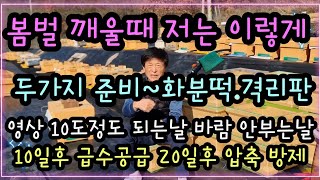 봄벌 깨울때 제가하는 방법 화분떡 격리판 준비 영상10도이상 날씨 바람안부는날 10일후부터 급수 20일후 방제약과 압축 합니다 #월동벌#봄벌깨우는시기#봄벌방제#꿀벌분봉#벌집 #화분