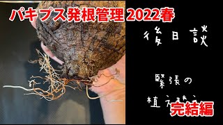 オペルクリカリアパキプス発根管理 2022春 完結編（音声読み上げ）