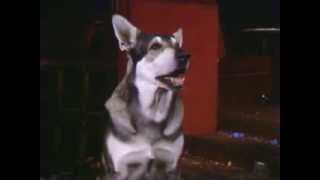 The Littlest Hobo Season 1 Episode 20 Escape