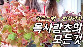 번식의 대명사! 실리쿠오사 사랑초 3종 전부 키워보기  | 드디어 목사랑초 다모았어요!! | 목사랑초 키우는 법 •  번식•물주기