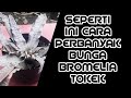 SEPERTI INI CARA PERBANYAK BUNGA BROMELIA TOKEK.