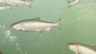 Snorkel with Wenatchee River Salmon - A Salmon Life Cycle Story