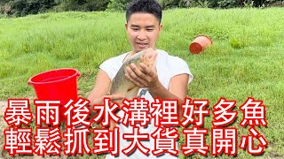 【石頭記事】暴雨過後水溝裡面藏了好多魚，小鄧輕松抓到大貨