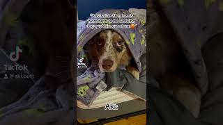 Cute Australian Shepherd Puppy TikTok