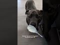 the yoghurt tax must be paid 😂 bluestaffy dog englishstaffy