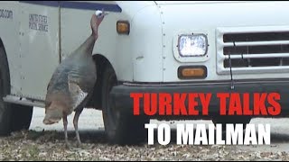 Turkey talks to mailman