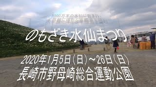 1000万本の水仙に包まれ、水平線に浮かぶ軍艦島を望む「のもざき水仙まつり」の風景　2020年1月13日夕刻