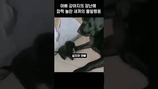 아빠 강아지의 장난에 깜짝 놀란 새끼의 돌발행동