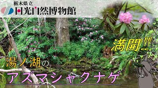 湯ノ湖の花が美しい！2021年5月18日 開花状況【奥日光一分自然情報】