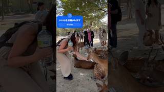 外国人観光客の優しい行為：喉の渇いた鹿に水をあげる nara deer | Japan reaction video #deerpark #japan