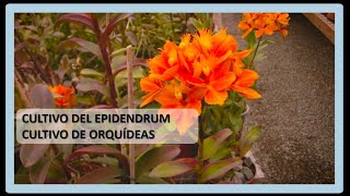 CULTIVO DE EPIDENDRUM (ORQUÍDEA IDEAL PARA PRINCIPIANTES)