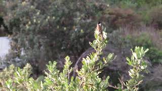 Red-whiskered Bulbul