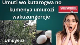 Umuti wo kutarogwa, kumenya uwakuroze, umuti wo gutega umurozi agacika umugongo #umuti