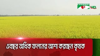 ঝিনাইদহে সরিষা চাষে আগ্রহী হয়ে উঠেছেন কৃষক|| Channel i News