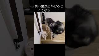 飼い主が出かけるといつもこうなる猫と犬...#猫 #shorts